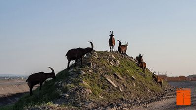 Ziegen auf der Deponie Rautenweg