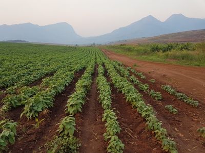 "The Landmatrix" versucht, Transparenz in den globalen Landhandel zu bringen.  Aufnahme eines Sojafelds im Nacala-Korridor, Mosambik, einem der wichtigsten Zielgebiete für internationale landwirtschaftliche Großinvestitionen in Afrika.
