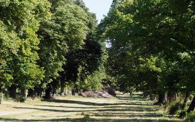 ORTE_Gefuehrte Erkundung_Sag mir wo die Alleen sind …